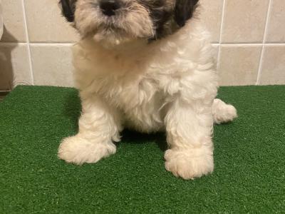 Teddy Bear (Bichon Frise x Shih Tzu) puppies in Cavan