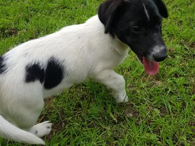 Cocker Spaniel x Jack Russell puppies