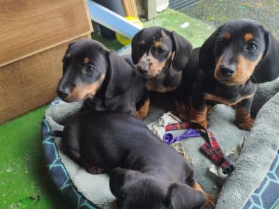 One remaining Black and Tan Miniature Dachshund puppy in Limerick