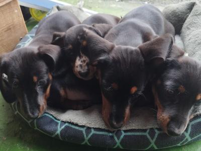 Black and Tan Miniature Dachshund puppies in Limerick