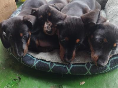 IKC Registered(pending) Black and Tan Miniature Dachshund puppies in Limerick