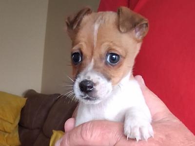 Minature Jack Russell puppies