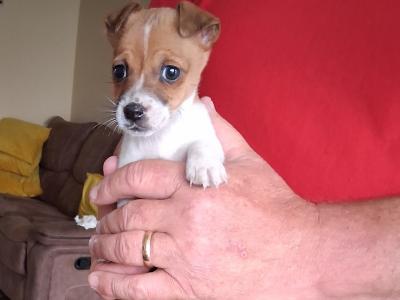 Minature Jack Russell puppies