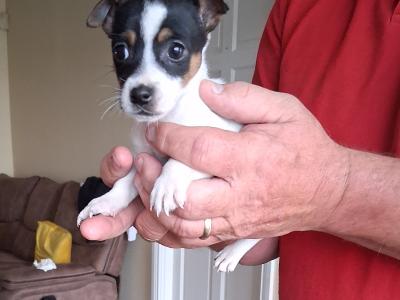 Minature Jack Russell puppies