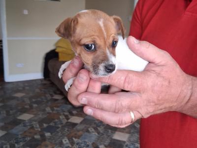 Minature Jack Russell puppies