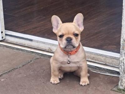 Beautiful French Bulldog puppies in Dublin