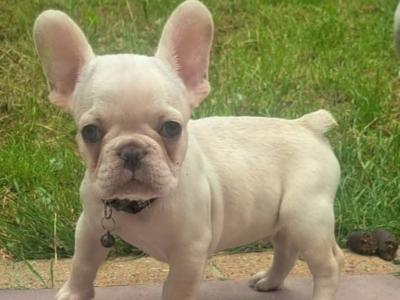 Beautiful French Bulldog puppies in Dublin
