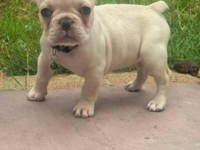 Beautiful French Bulldog puppies in Dublin
