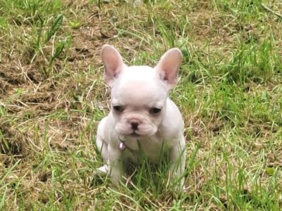Beautiful French Bulldog puppies in Dublin