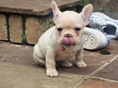Beautiful French Bulldog puppies in Dublin