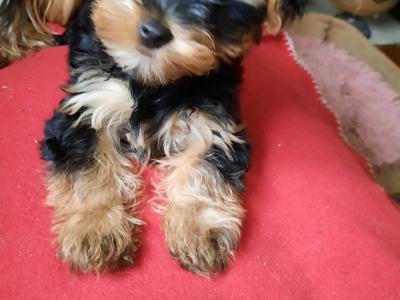 Introducing Adorable Purebred Miniature Yorkshire Terrier puppies, Charlie, Ringo, Poppy and Tara