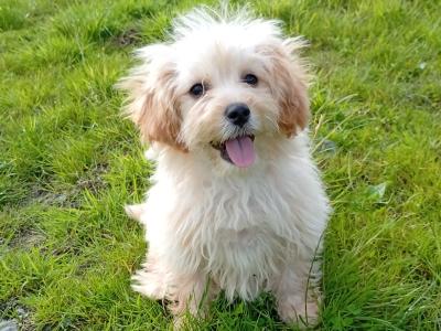 Cute male Cavachon puppy in Meath