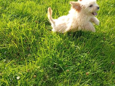 Cute male Cavachon puppy in Meath