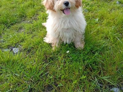 Cute male Cavachon puppy in Meath