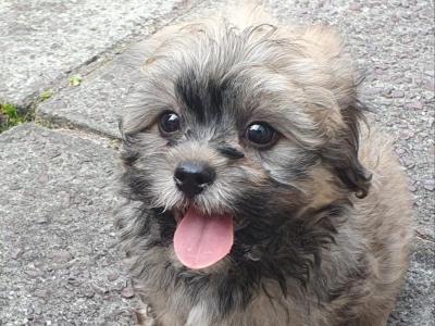 Unique Maltipoo puppies in Cork