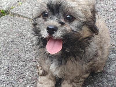 Unique Maltipoo puppies in Cork