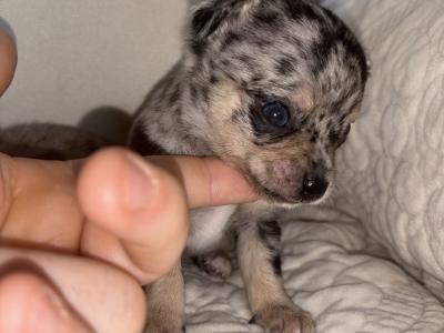Merle Male Teacup Chihuahua puppy for sale in Laois. WhatsApp me on 0858376290