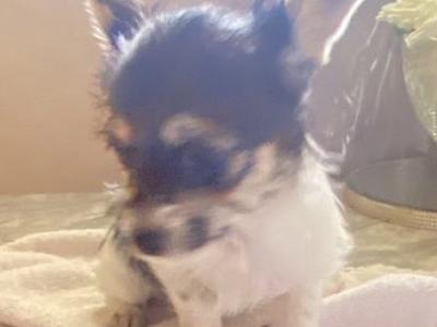 3 month old chihuahua