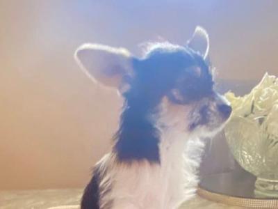3 month old female Chihuahua puppy in Dublin