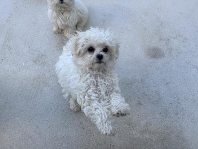 Maltese puppies in Dublin