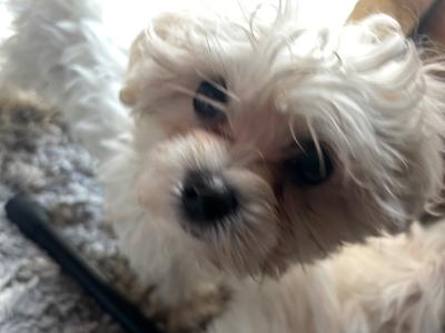 Maltese puppies in Dublin