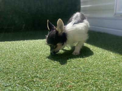 3 month old chihuahua