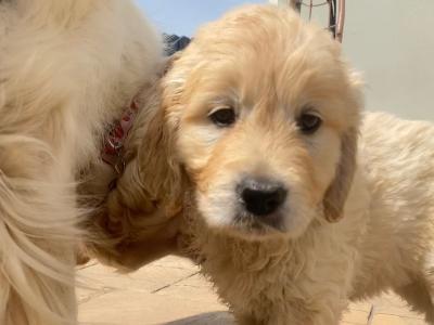 Premium Quality IKC Registered(pending) Golden Retriever puppies in Galway