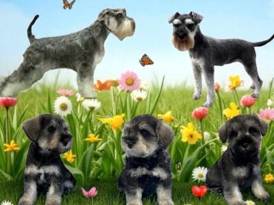 IKC Registered (Pending) Schnauzer puppies – Genetically Health-tested Mammy & Very Well-bred ✨