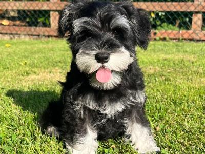IKC Registered Schnauzer puppies – Genetically Health-tested Mammy & Very Well-bred ✨