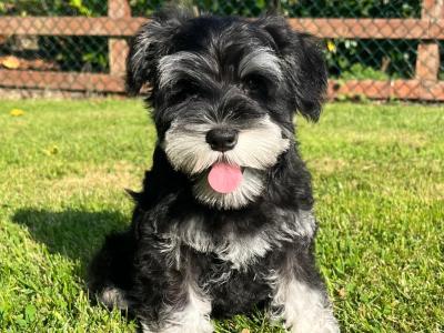 IKC Registered Schnauzer puppies – Genetically Health-tested Mammy & Very Well-bred ✨