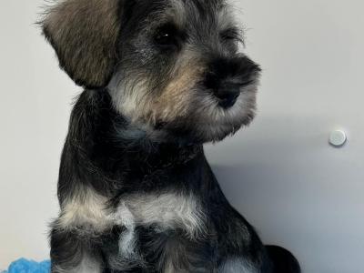 IKC Registered (Pending) Schnauzer puppies – Genetically Health-tested Mammy & Very Well-bred ✨