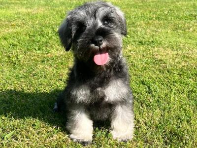 IKC Registered Schnauzer puppies – Genetically Health-tested Mammy & Very Well-bred ✨
