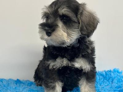IKC Registered (Pending) Schnauzer puppies – Genetically Health-tested Mammy & Very Well-bred ✨