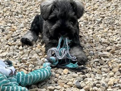 IKC Registered (Pending) Schnauzer puppies – Genetically Health-tested Mammy & Very Well-bred ✨
