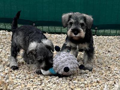 IKC Registered (Pending) Schnauzer puppies – Genetically Health-tested Mammy & Very Well-bred ✨