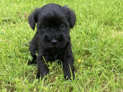 Mini Schnauzers in Wexford