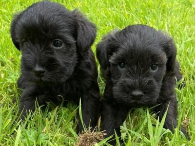 Miniature Schnauzer puppies in Wexford