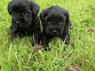 Mini Schnauzers in Wexford
