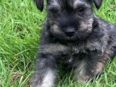 Mini Schnauzers in Wexford