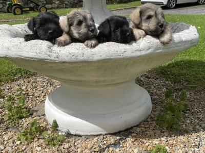 Mini Schnauzers in Wexford