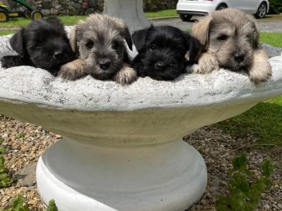 Miniature Schnauzer puppies in Wexford