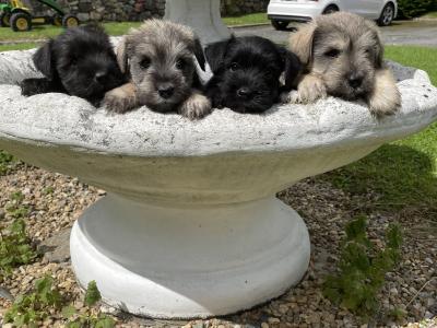 Mini Schnauzers in Wexford
