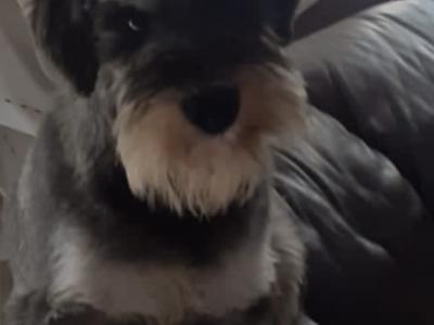 Mini Schnauzers in Wexford
