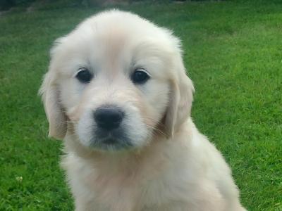 Pure Bred Golden Retriever pups