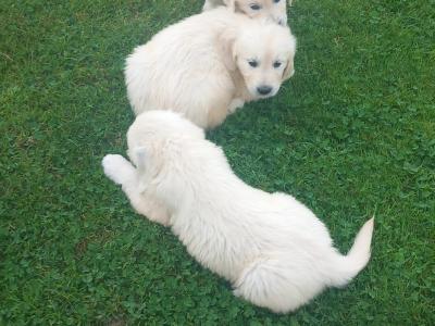 Pure Bred Golden Retriever pups