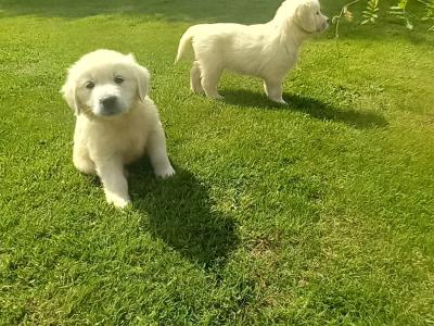 Pure Bred Golden Retriever pups