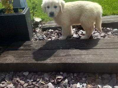 Pure Bred Golden Retriever pups