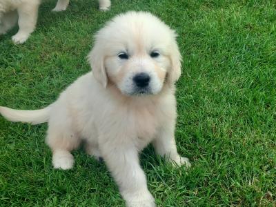 Pure Bred Golden Retriever pups