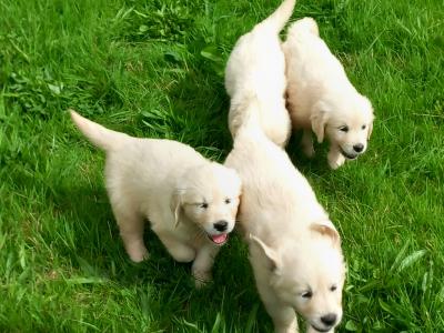 Pure Bred Golden Retriever pups
