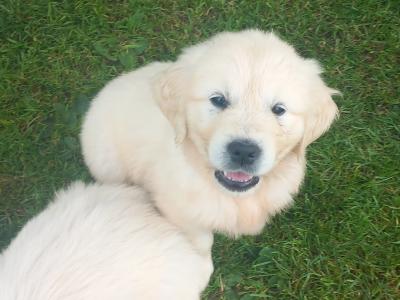 Pure Bred Golden Retriever pups